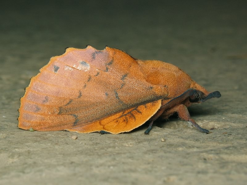 Gastropacha quercifolia (Linnaeus, 1758)